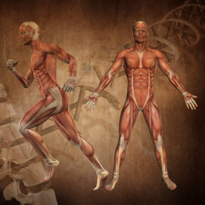 Módulo 1 - Conocimientos básicos en el Fitness AAFEF